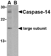 Anti Caspase-14 (C-Terminal) Antibody gallery image 1