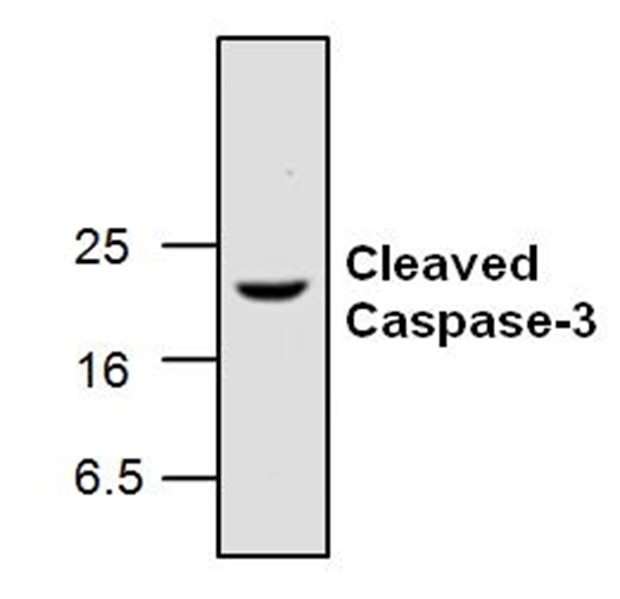 Anti Caspase-3 (Active) Antibody gallery image 1