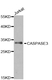 Anti Caspase-3 Antibody (Polyclonal Antibody Antibody) thumbnail image 1