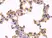 Anti Caspase-3 Antibody (Polyclonal Antibody Antibody) thumbnail image 2