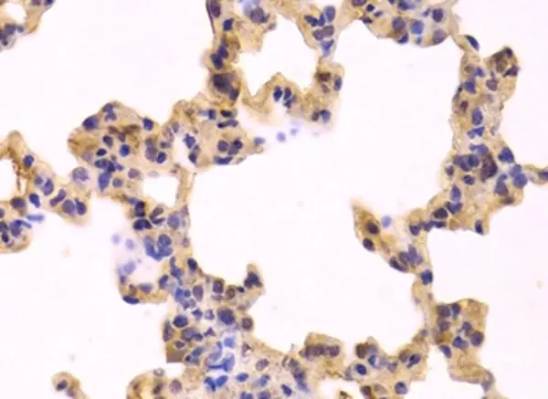 Anti Caspase-3 Antibody (Polyclonal Antibody Antibody) gallery image 2