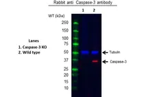 Anti Caspase-3 Antibody (Polyclonal Antibody Antibody) gallery image 3