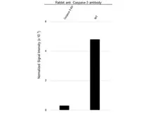 Anti Caspase-3 Antibody (Polyclonal Antibody Antibody) gallery image 4