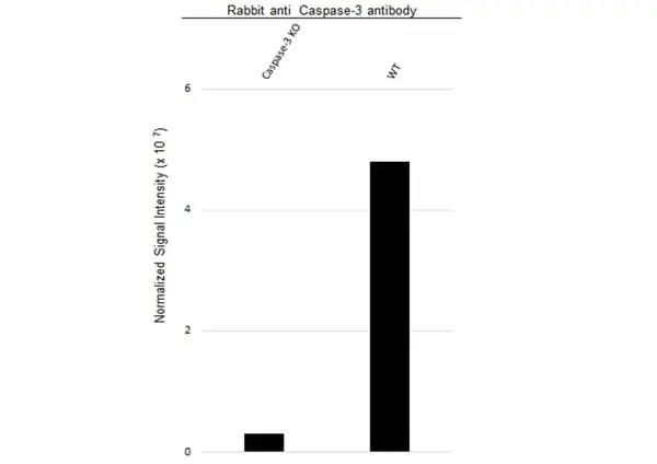Anti Caspase-3 Antibody (Polyclonal Antibody Antibody) gallery image 4