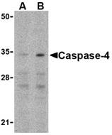 Anti Caspase-4 (N-Terminal) Antibody gallery image 1