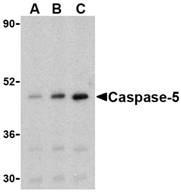 Anti Human Caspase-5 Antibody gallery image 1