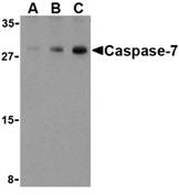 Anti Caspase-7 (C-Terminal) Antibody gallery image 1