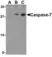 Anti Caspase-7 (C-Terminal) Antibody thumbnail image 1