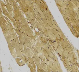 Anti Caspase-7 (C-Terminal) Antibody gallery image 2