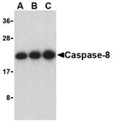 Anti Caspase-8 (C-Terminal) Antibody gallery image 1