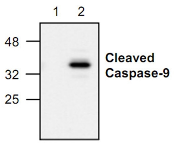 Anti Caspase-9 (Active) Antibody gallery image 1