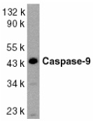 Anti Human Caspase-9 (aa299-318) Antibody gallery image 1