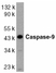 Anti Human Caspase-9 (aa299-318) Antibody thumbnail image 1