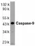 Anti Human Caspase-9 (aa299-318) Antibody thumbnail image 1