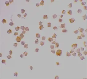 Anti Human Caspase-9 (aa299-318) Antibody gallery image 2