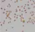 Anti Human Caspase-9 (aa299-318) Antibody thumbnail image 2