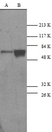 Anti Caspase-9 p10 Antibody thumbnail image 1