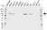 Anti Catenin Alpha 1 Antibody (PrecisionAb Polyclonal Antibody) thumbnail image 1