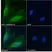 Anti Cathepsin B Antibody thumbnail image 2