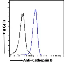 Anti Cathepsin B Antibody gallery image 3
