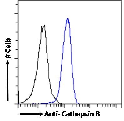 Anti Cathepsin B Antibody gallery image 3