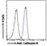 Anti Cathepsin B Antibody thumbnail image 3