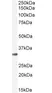 Anti Cathepsin B Antibody thumbnail image 4