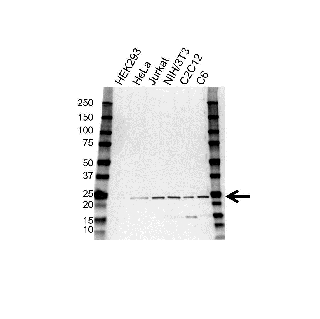 Anti CBX1 Antibody (PrecisionAb Polyclonal Antibody) gallery image 1