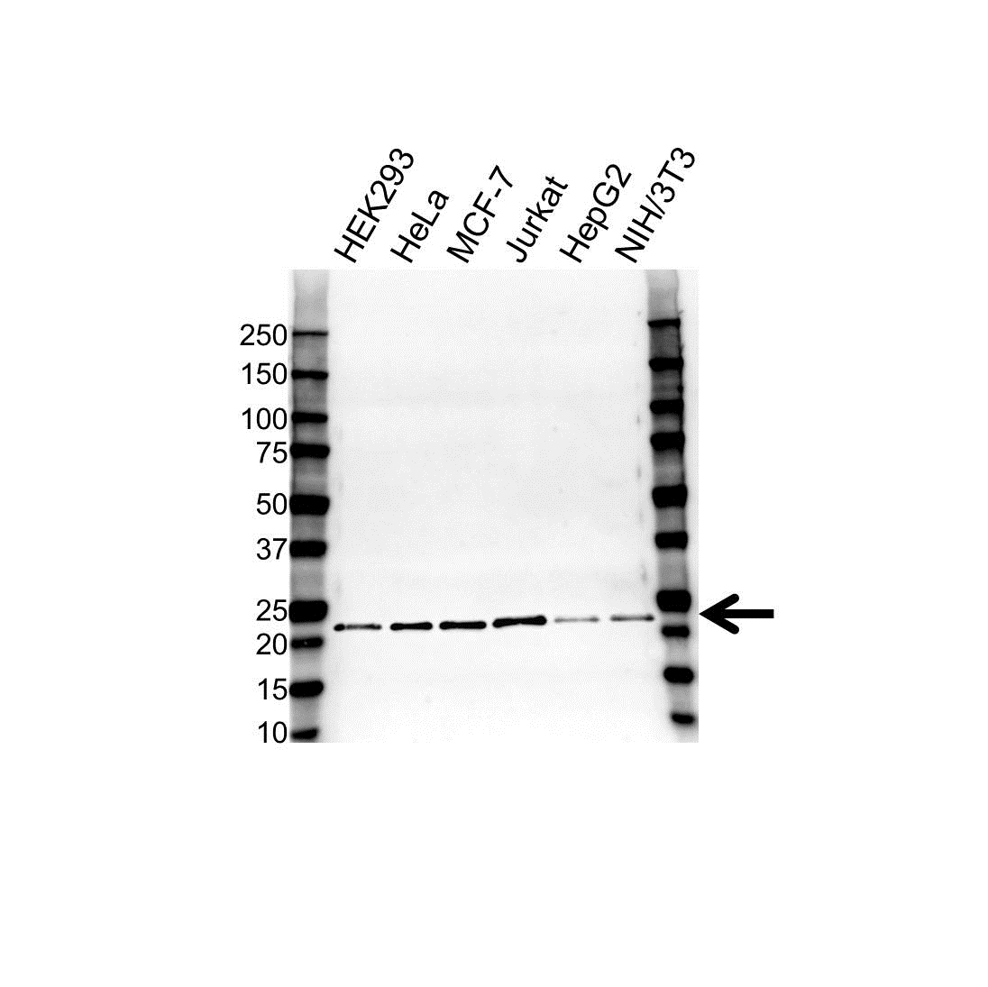 Anti CBX3 Antibody (PrecisionAb Polyclonal Antibody) gallery image 1