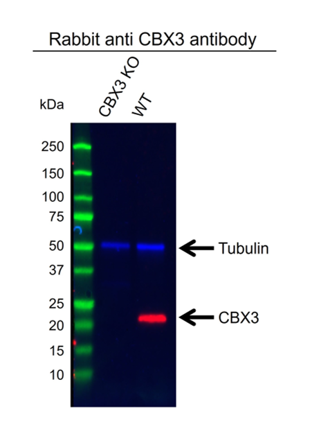 Anti CBX3 Antibody (PrecisionAb Polyclonal Antibody) gallery image 2