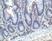 Anti Human CCR10 Antibody thumbnail image 2