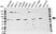 Anti CCT Alpha Antibody (PrecisionAb Polyclonal Antibody) thumbnail image 1
