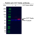 Anti CCT Delta Antibody (PrecisionAb Polyclonal Antibody) thumbnail image 2