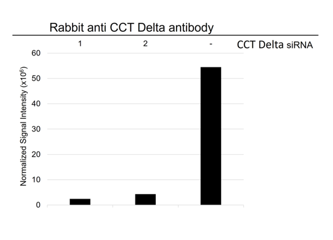 Anti CCT Delta Antibody (PrecisionAb Polyclonal Antibody) gallery image 3
