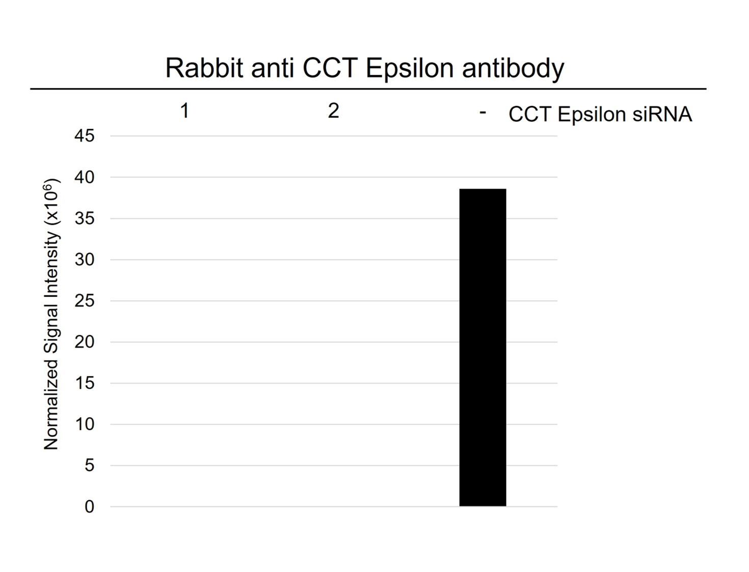 Anti CCT Epsilon Antibody (PrecisionAb Polyclonal Antibody) gallery image 3