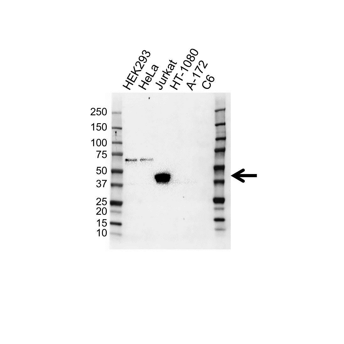 Anti CD107a Antibody (PrecisionAb Polyclonal Antibody) gallery image 1