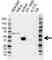 Anti CD107a Antibody (PrecisionAb Polyclonal Antibody) thumbnail image 1