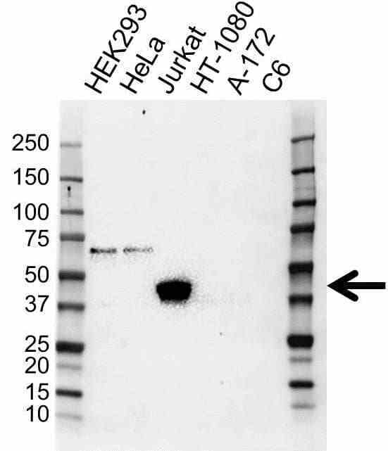Anti CD107a Antibody (PrecisionAb Polyclonal Antibody) gallery image 1