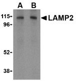 Anti Human CD107b Antibody gallery image 1