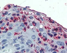 Anti Human CD11c Antibody gallery image 1