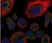 Anti Human CD120b Antibody thumbnail image 1