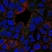 Anti Human CD120b Antibody thumbnail image 2