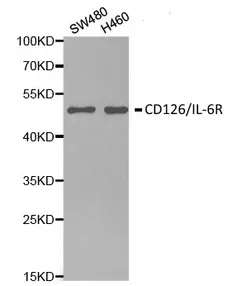 Anti CD126/Il-6R Antibody gallery image 1