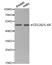Anti CD126/Il-6R Antibody thumbnail image 1