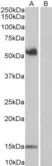 Anti Human CD14 Antibody thumbnail image 1