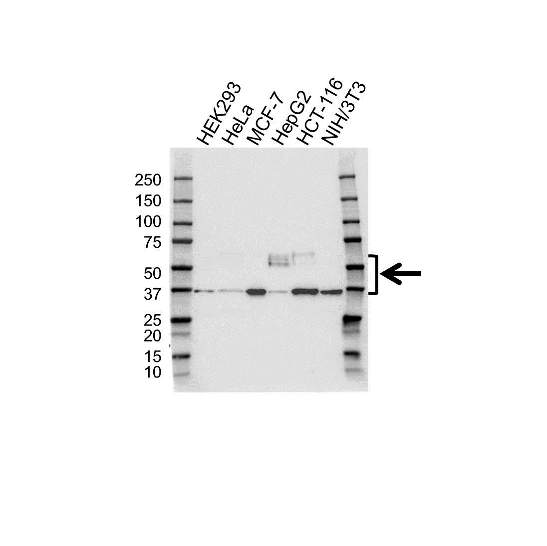 Anti CD147 Antibody (PrecisionAb Polyclonal Antibody) gallery image 1