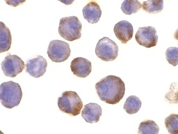 Anti Human CD156b (C-Terminal) Antibody gallery image 2