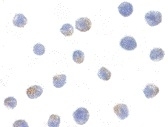 Anti Human CD156c Antibody gallery image 1