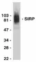 Anti Human CD172a Antibody thumbnail image 1
