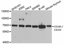 Anti CD184 / CXCR4 Antibody gallery image 1